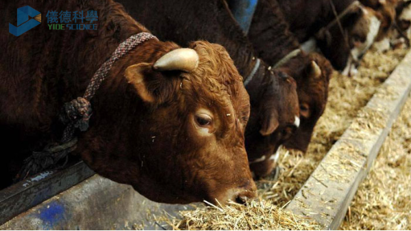 飼料中重金屬影響牧畜健康，智能石墨消解儀分析（xī）其含量